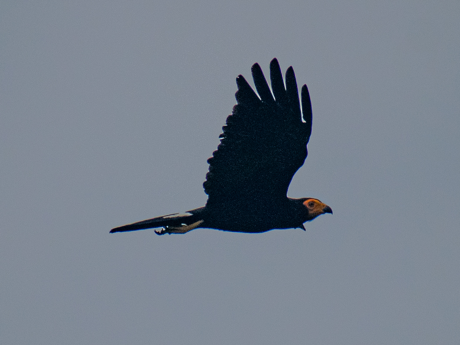 Black Caracara (Daptrius ater), photo 3