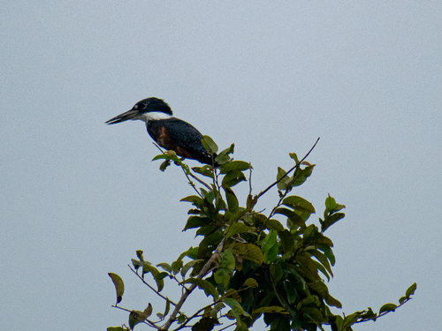 Ringed Kingfisher (Megaceryle torquata), photo 8