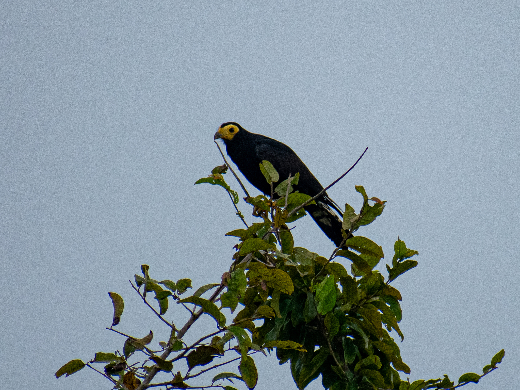 Black Caracara (Daptrius ater), photo 2