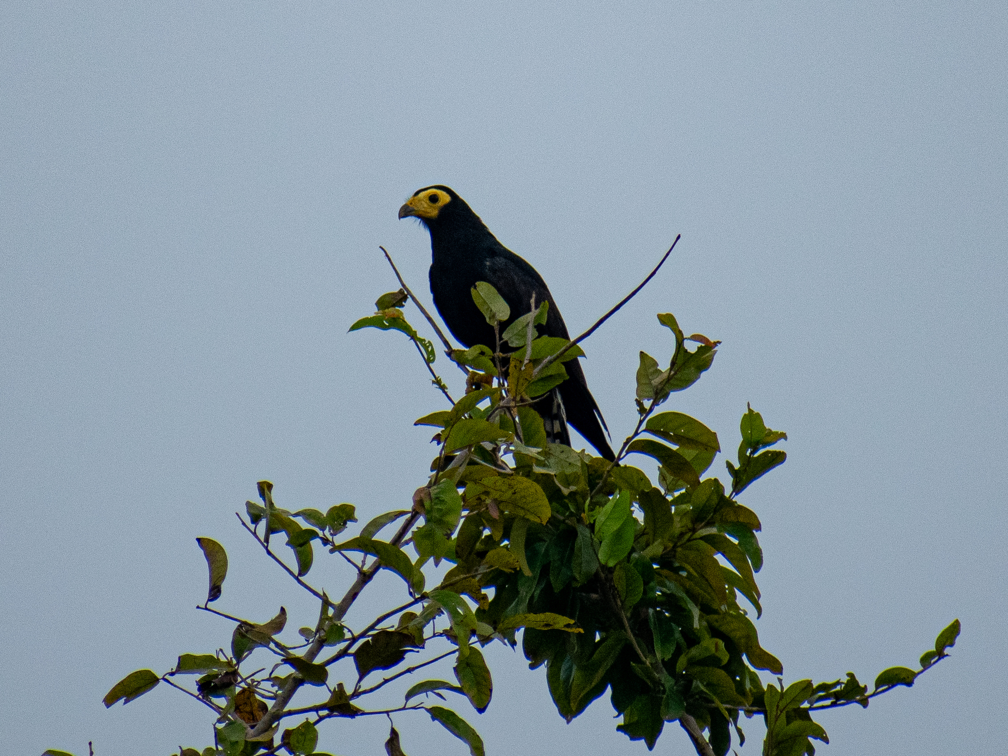 Black Caracara (Daptrius ater), photo 1