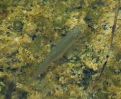 Couesius plumbeus