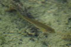 Couesius plumbeus