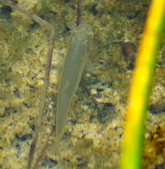 Couesius plumbeus