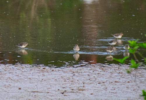 Least Sandpiper (Calidris minutilla), photo 8