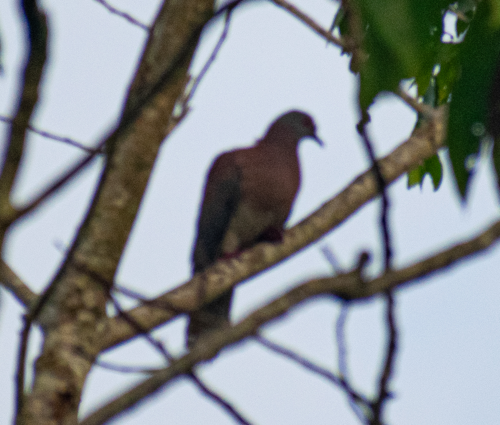 Pale-vented Pigeon (Patagioenas cayennensis), photo 5