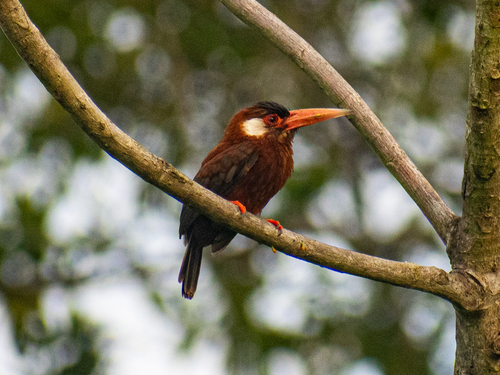 White-eared Jacamar (Galbalcyrhynchus leucotis)