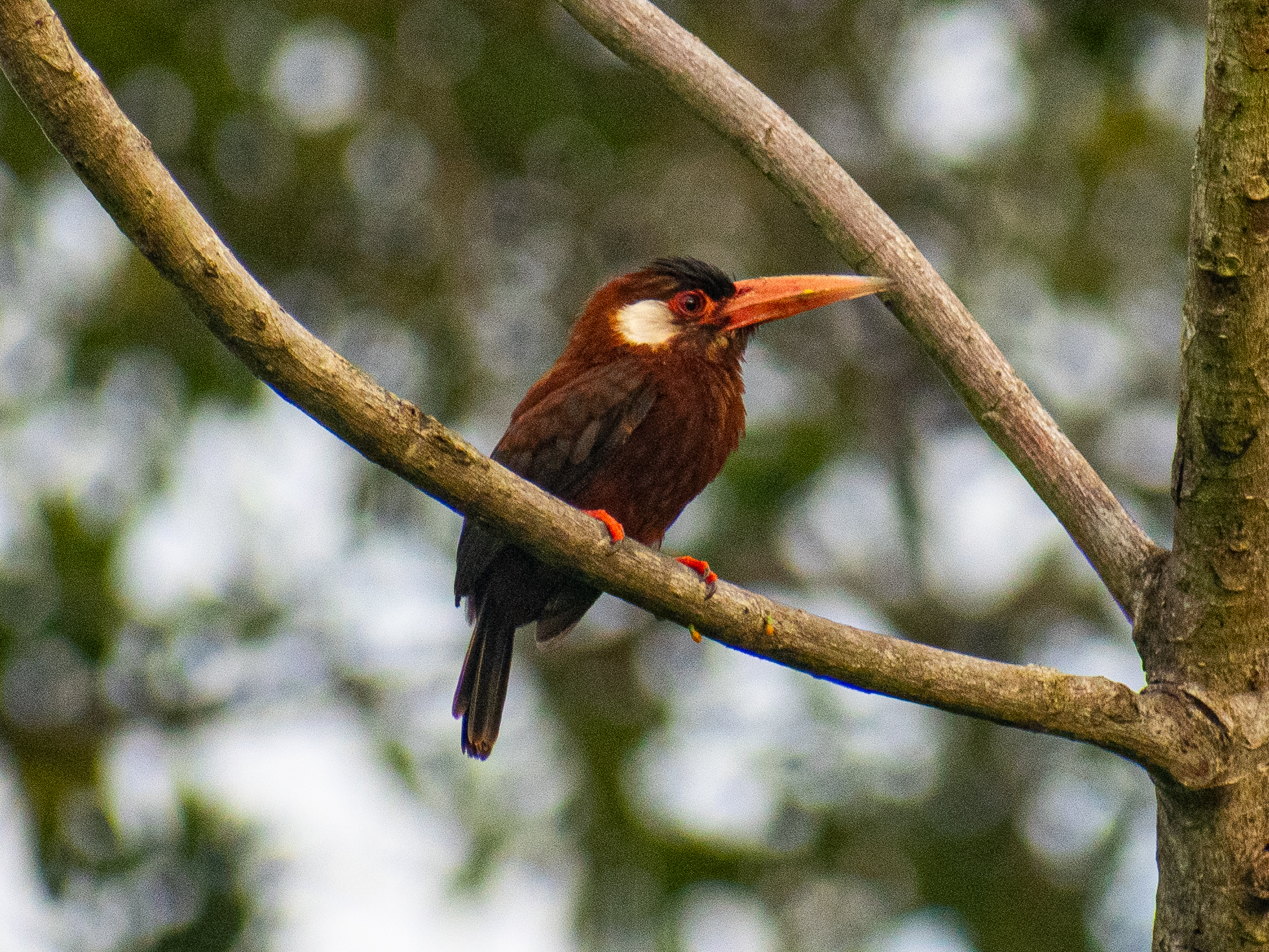 White-eared Jacamar (Galbalcyrhynchus leucotis), photo 1