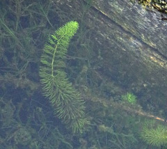 Utricularia intermedia