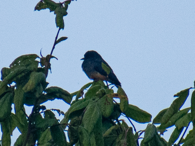 Swallow-winged Puffbird (Chelidoptera tenebrosa), photo 1