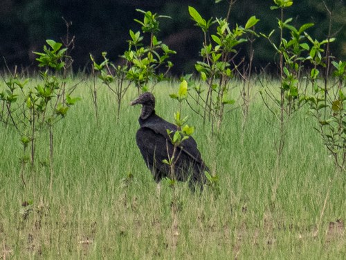 Black Vulture