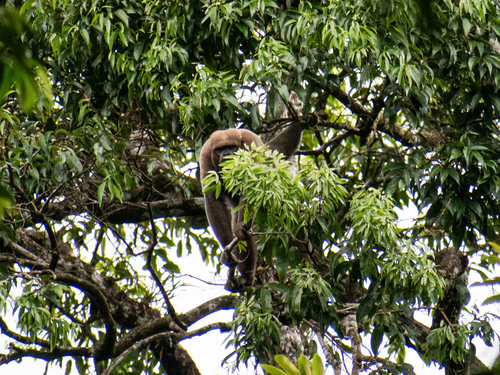 Common Woolly Monkey