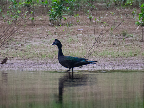 Muscovy Duck