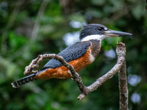 Ringed Kingfisher