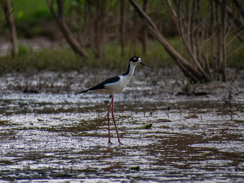 Black-necked Stilt