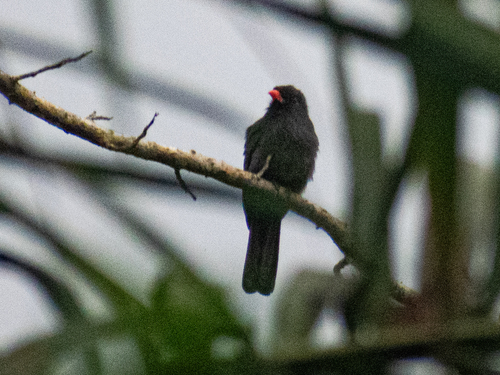 Black-fronted Nunbird