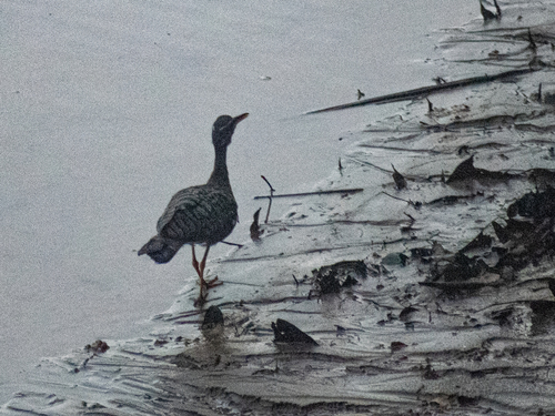 Sunbittern