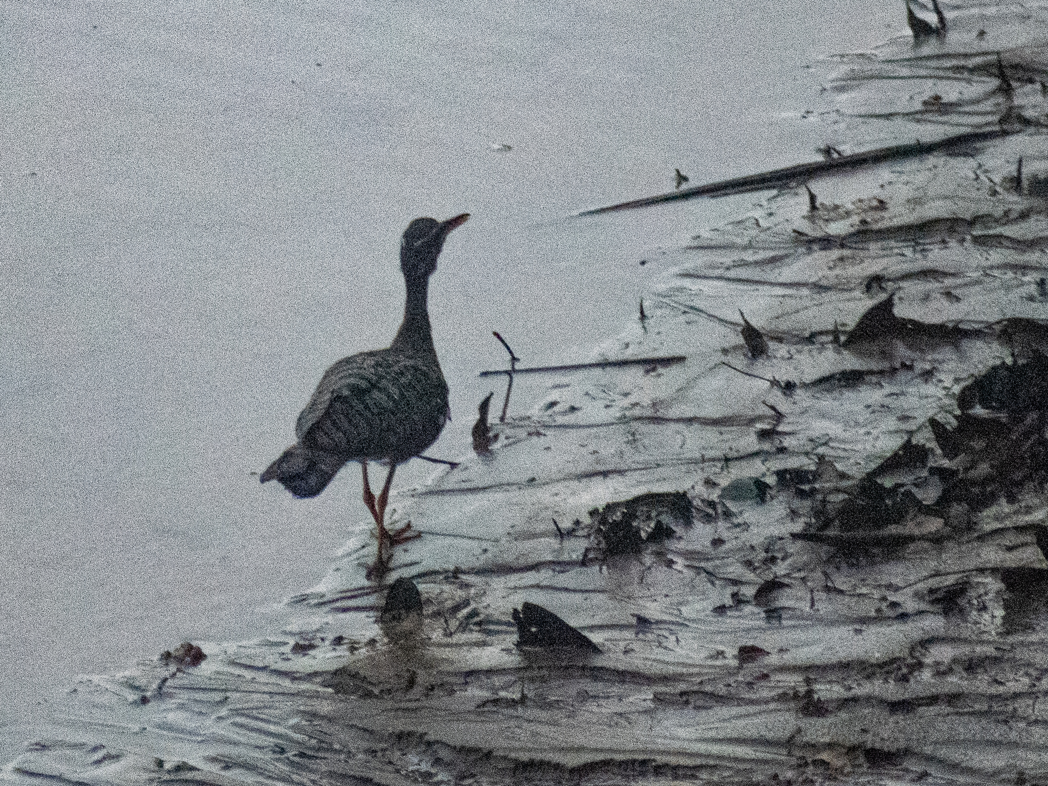Sunbittern (Eurypyga helias), photo 6