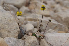 Draba pilosa