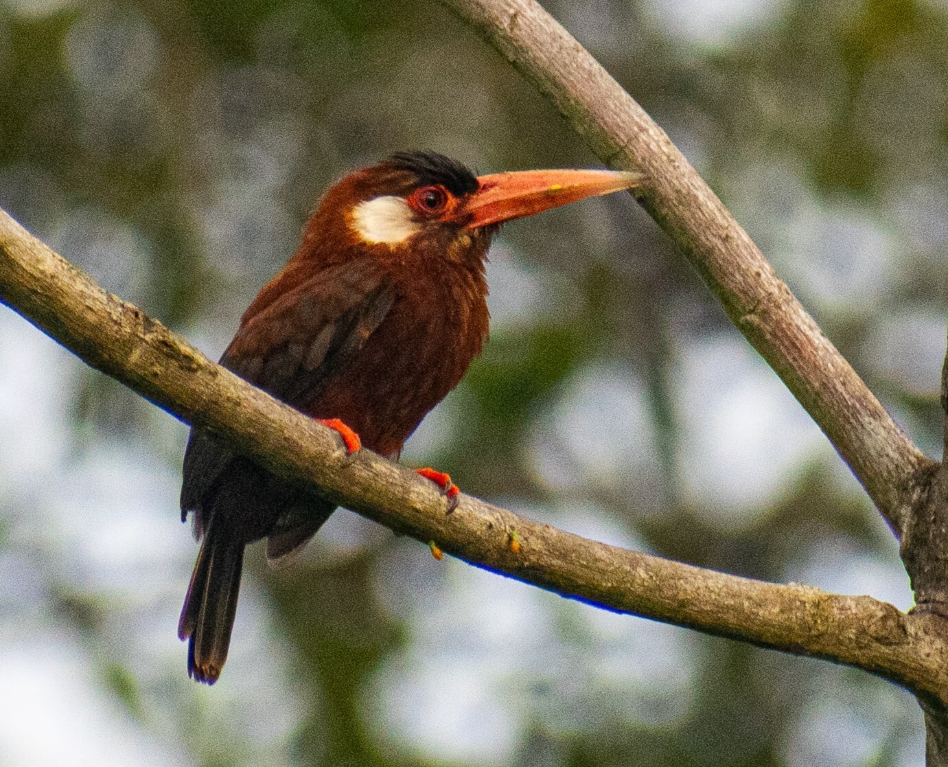 White-eared Jacamar (Galbalcyrhynchus leucotis), photo 2