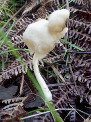 Helvella elastica