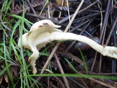 Helvella elastica