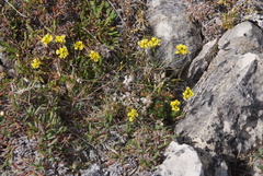 Draba pilosa