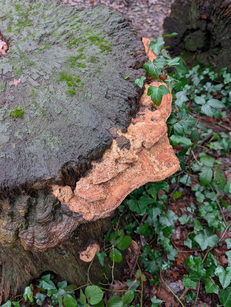 Fomitopsis quercina · January 2026 · photo: © pilmar (iNaturalist, cc0)