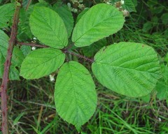 Rubus newbouldii