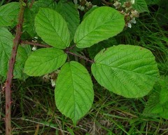 Rubus newbouldii