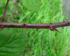 Rubus newbouldii
