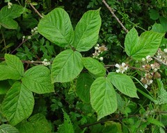 Rubus newbouldii