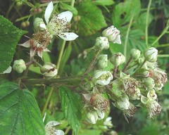Rubus newbouldii