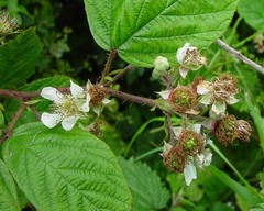 Rubus newbouldii