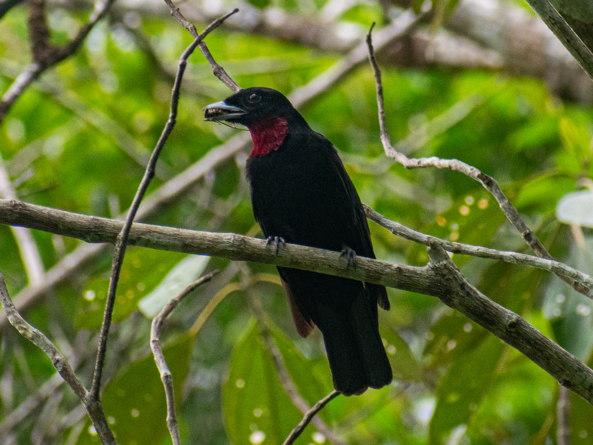 Purple-throated Fruitcrow (Querula purpurata), photo 1