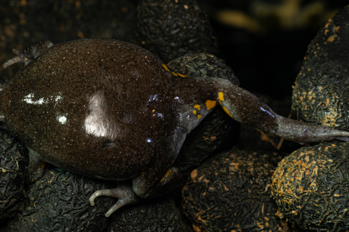 Elachistocleis tinigua