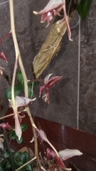 Gongora atropurpurea