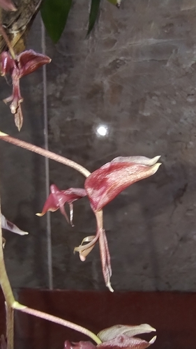 Gongora atropurpurea, photograph 1