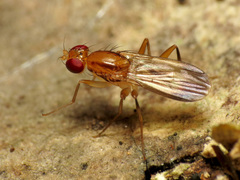 Clusia lateralis