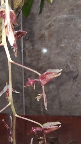 Gongora atropurpurea, photograph 2