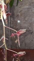 Gongora atropurpurea, photograph Martha Lucia Ortiz-Moreno, CC BY, iNaturalist via GBIF