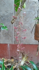 Gongora atropurpurea, photograph Martha Lucia Ortiz-Moreno, CC BY, iNaturalist via GBIF