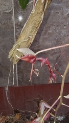 Gongora atropurpurea, photograph Martha Lucia Ortiz-Moreno, CC BY, iNaturalist via GBIF