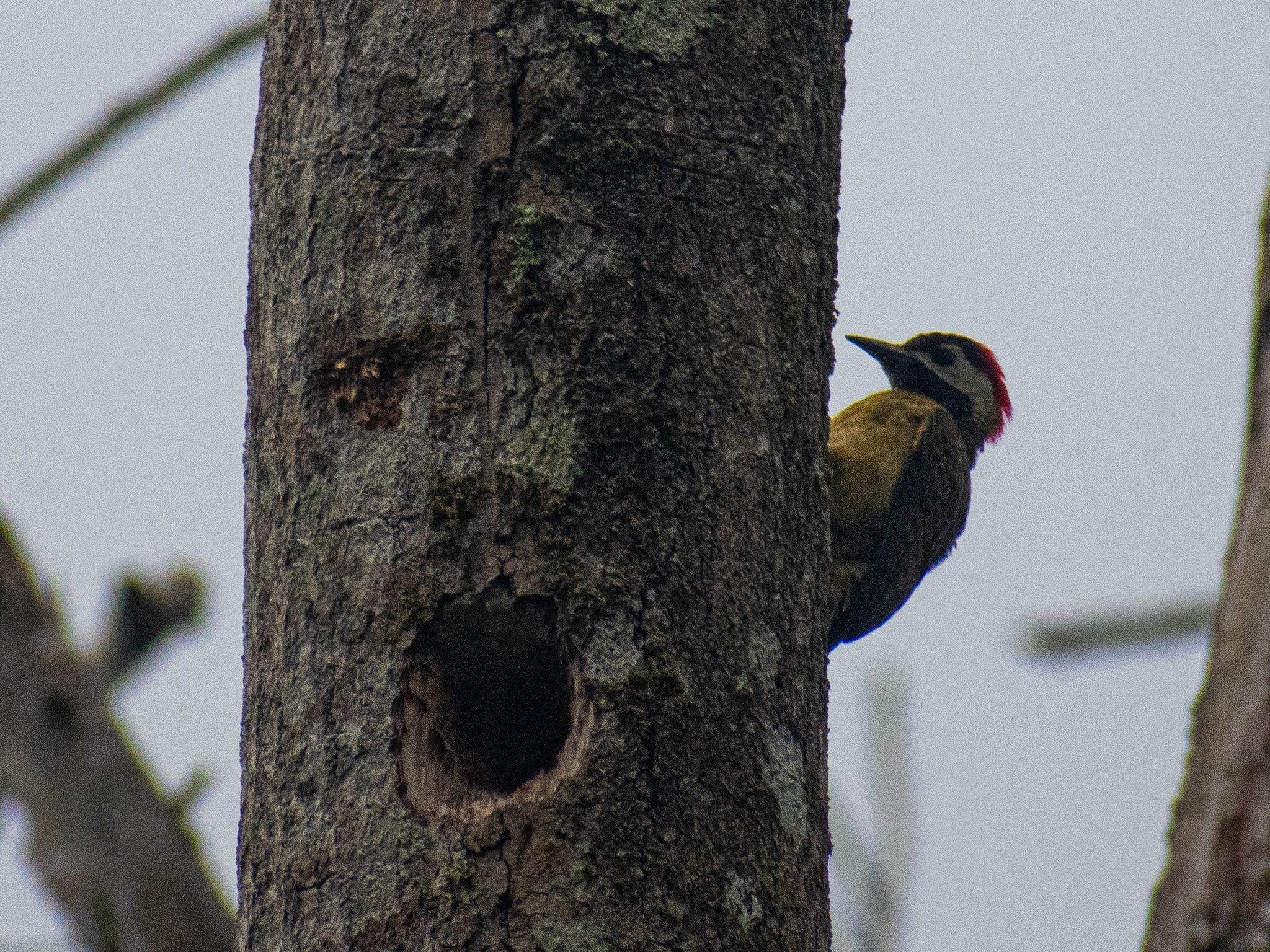 Spot-breasted Woodpecker (Colaptes punctigula), photo 1