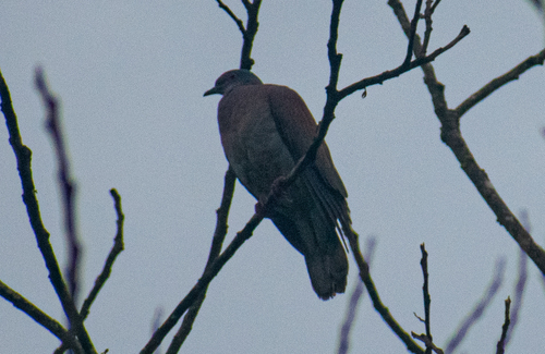 Pale-vented Pigeon (Patagioenas cayennensis), photo 4