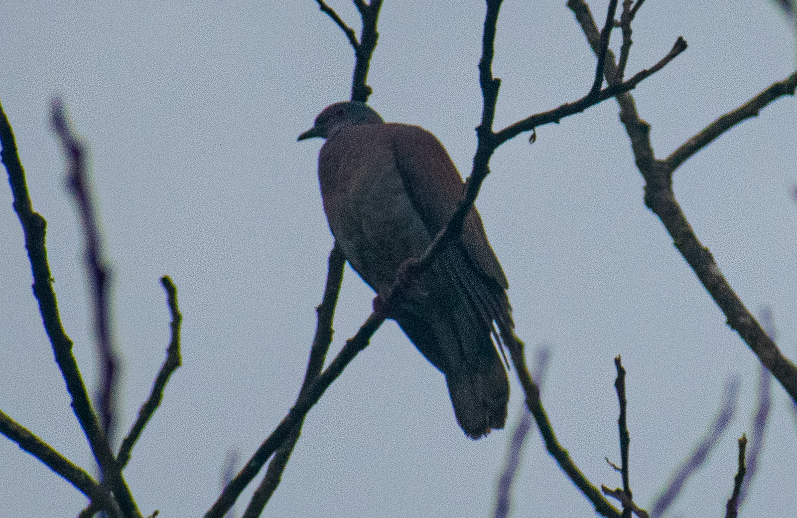 Pale-vented Pigeon (Patagioenas cayennensis), photo 4