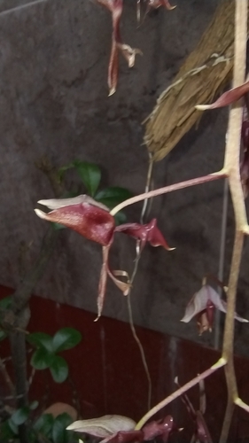 Gongora atropurpurea, photograph 5