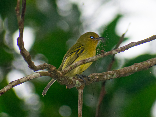 Ochre-lored Flatbill (Tolmomyias flaviventris)