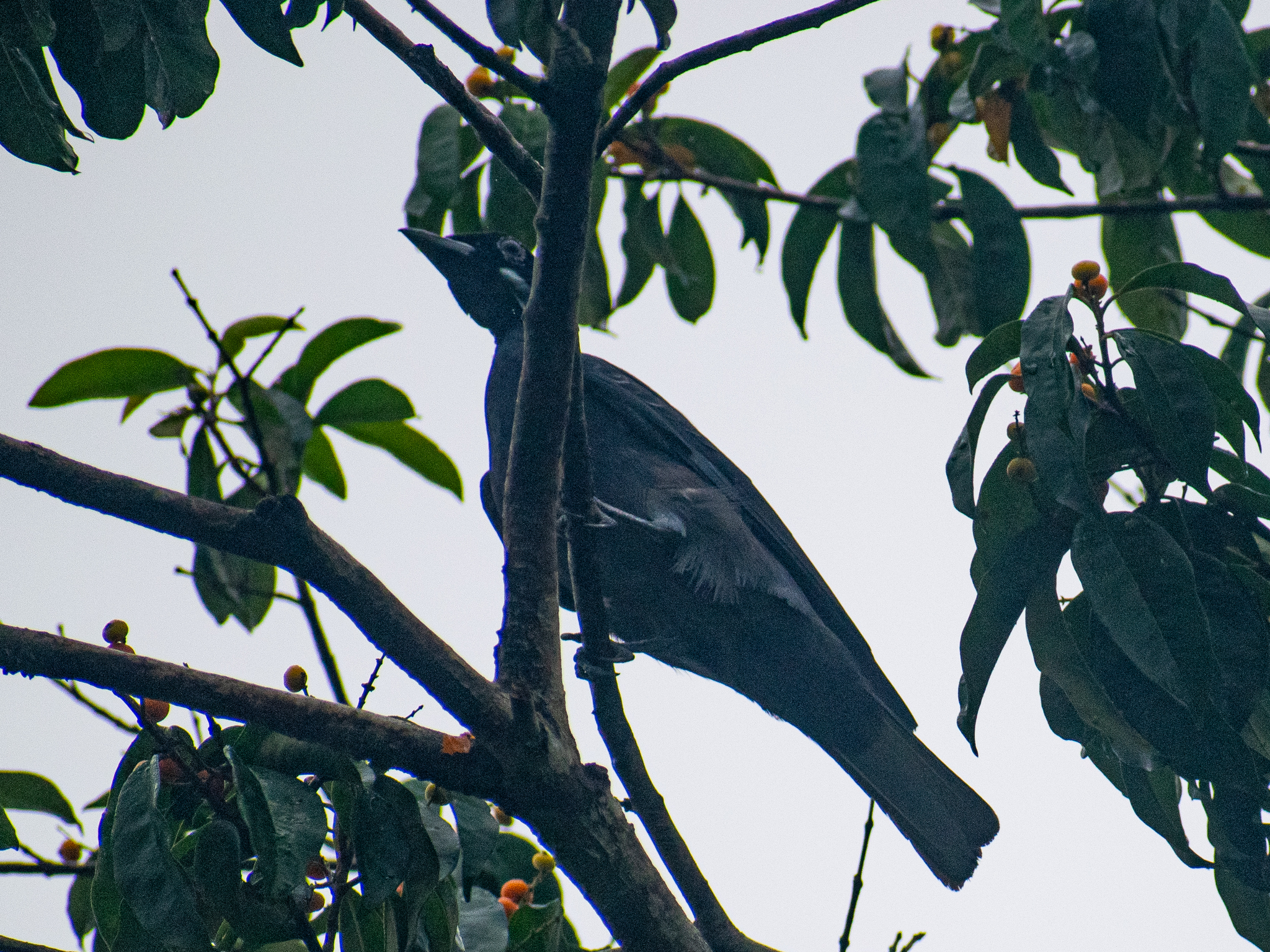 Bare-necked Fruitcrow (Gymnoderus foetidus), photo 3