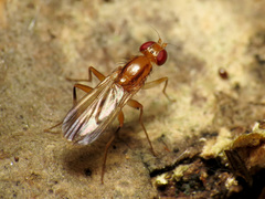 Clusia lateralis