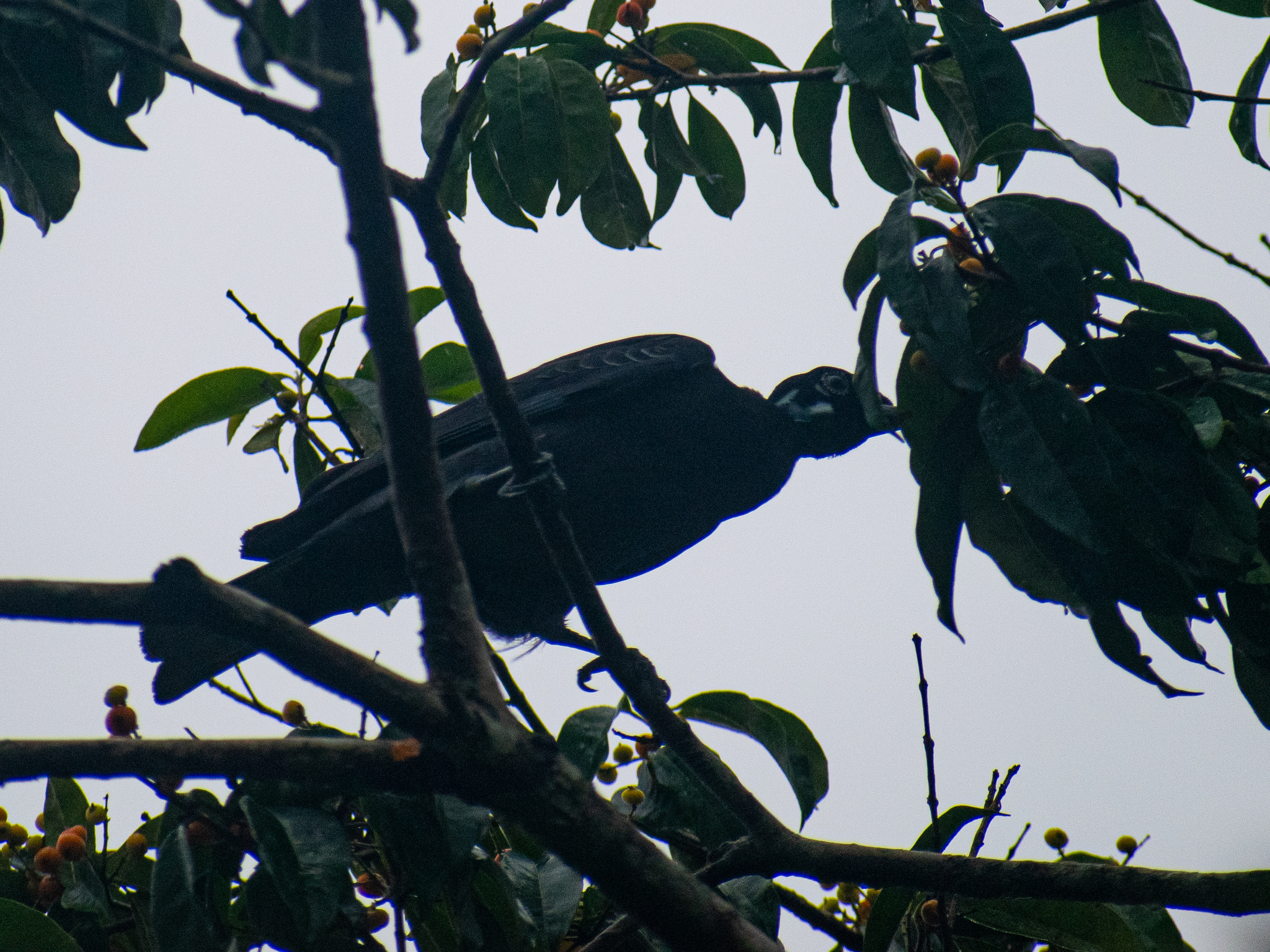 Bare-necked Fruitcrow (Gymnoderus foetidus), photo 2
